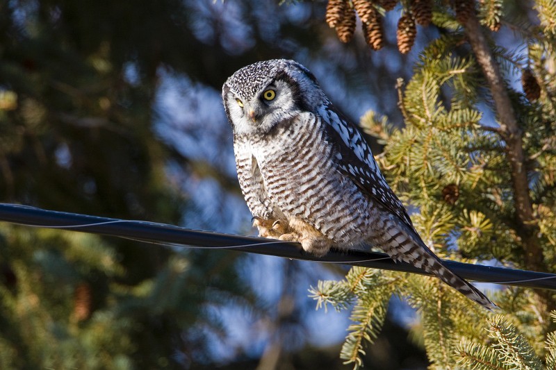 IMG_6693c.jpg - Northern Hawk-Owl (Surnia ulula)